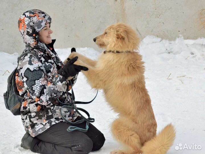 Собака в добрые руки