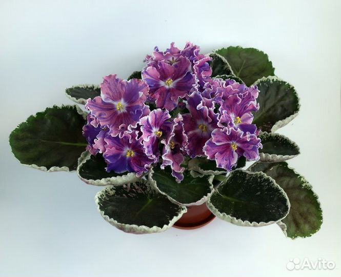 Фиалку сортовую продам