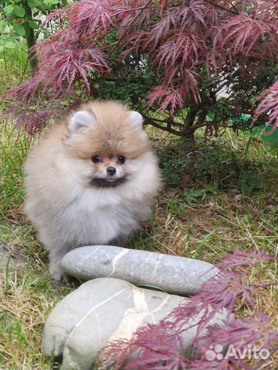 Померанский шпиц