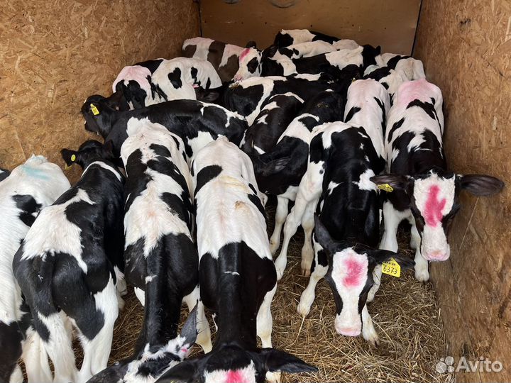 Телята бычки на откорм