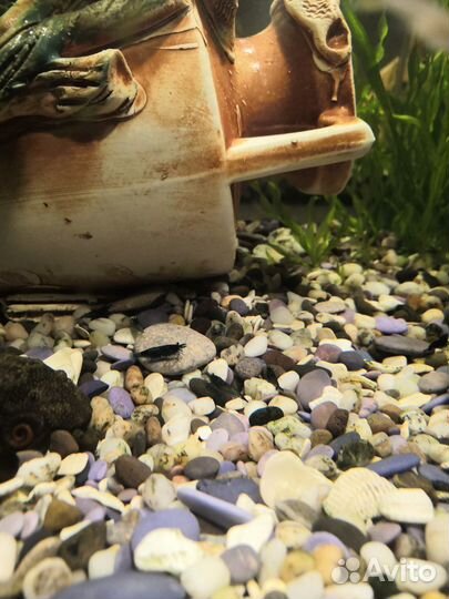 Креветки блю дрим