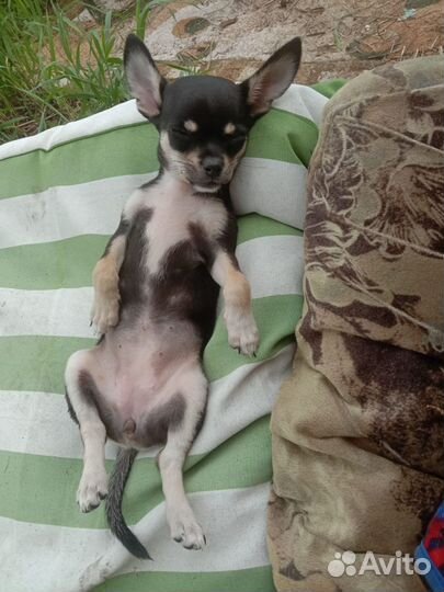 Щенок чихуахуа. Mini Девочка. 3 мес