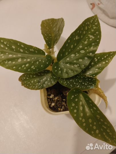 Бегония Тамайя