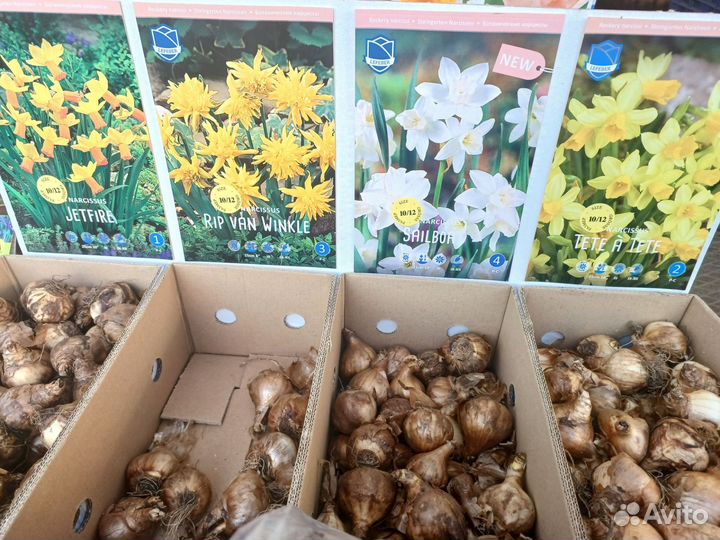 Луковицы нарциссов