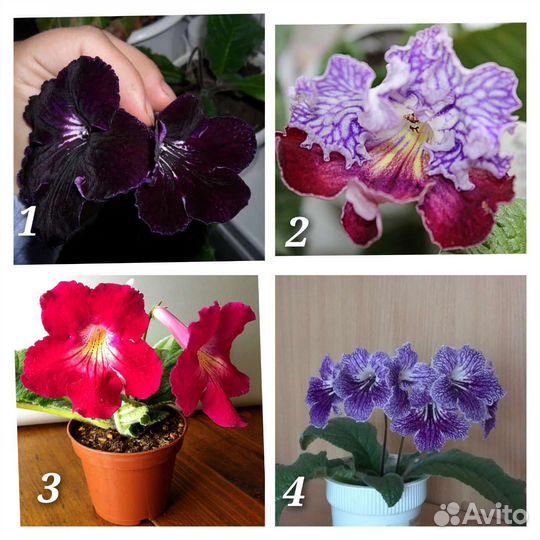 Стрептокарпусы