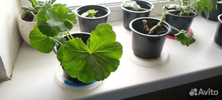 Комнатные растения цветы