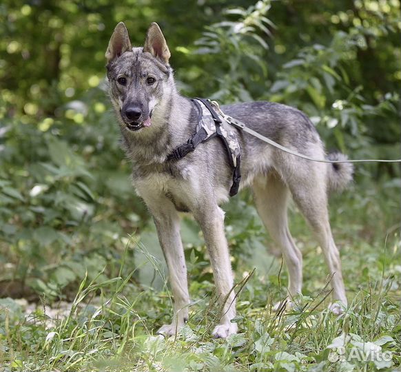 Энергичный Харди ищет дом