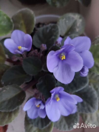 Сортовые фиалки