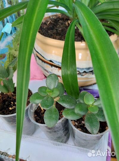 Комнатное растение 80р