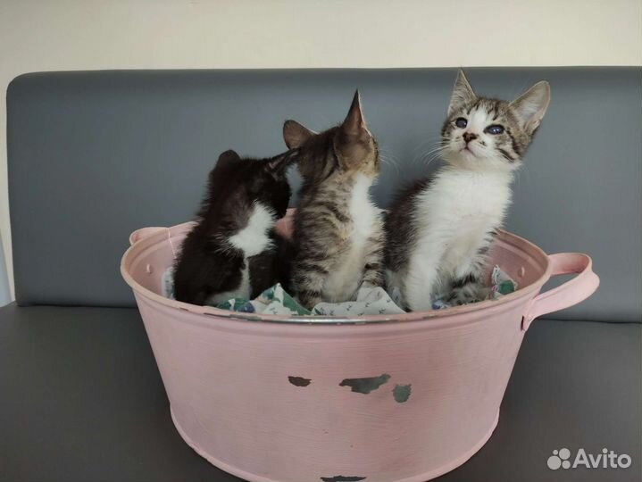 Кошка в дар бесплатно