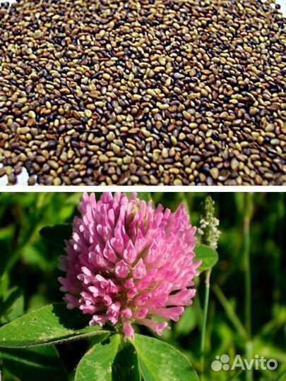 Семена люцерны
