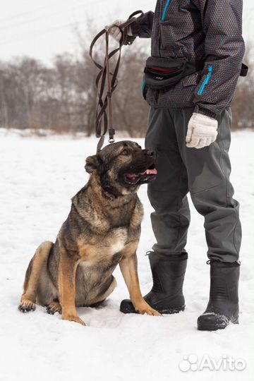 Шикарный пёс ищет дом