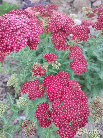 Тысячелистник, хризантема 