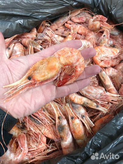 Креветка Ботан