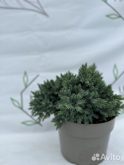 Можжевельник Блю стар