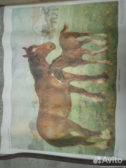 Картинка плакат СССР домашние животные пособие