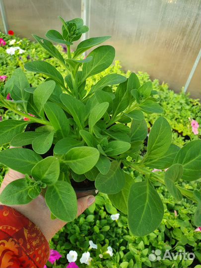 Петуния ампельная, полуампельная, каскадная