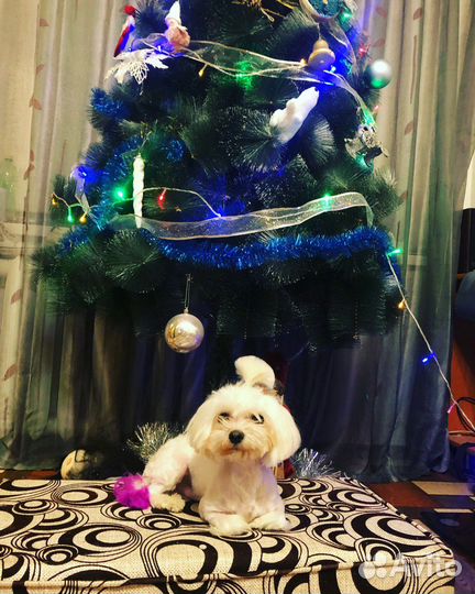 Болонка мальтезе мальчик вязка