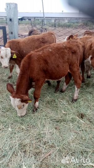 Телята бычки мясные