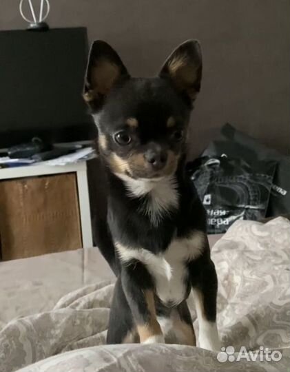 Вязка кобель чихуахуа