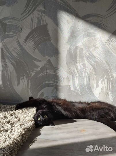 Кошка на доброе руку