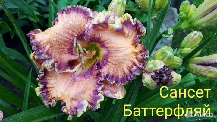 Лилейники Коллекционные