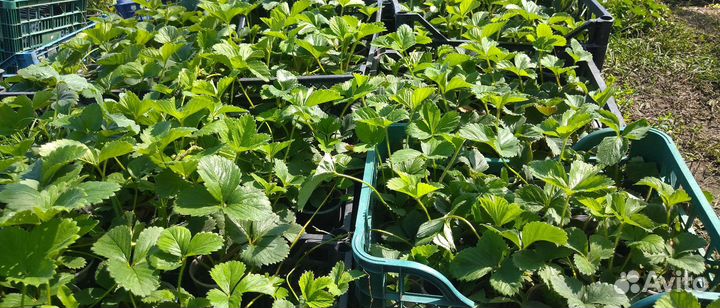 Клубника рассада