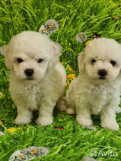 Щенки бишон фризе мальчики и девочка
