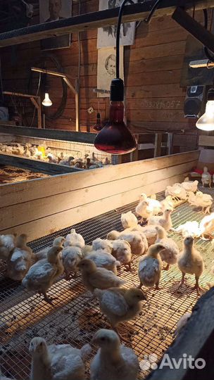 Цыплята бройлеры подрощенные