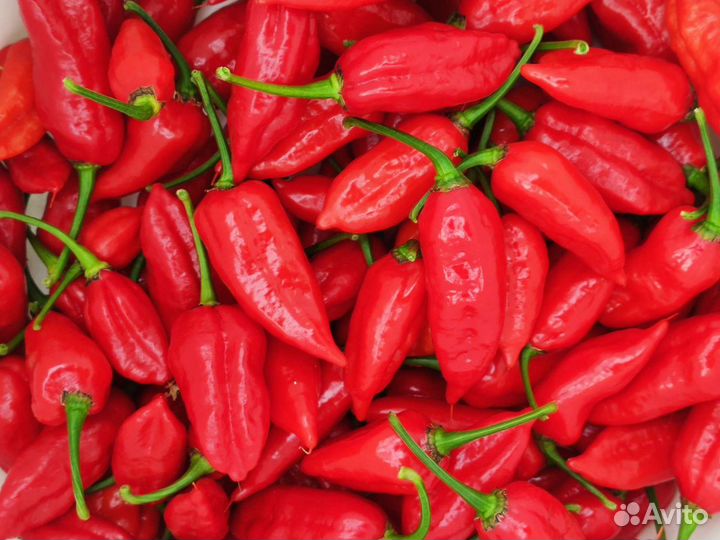 Семена острых и сверхострых перцев