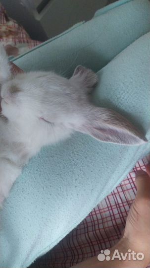 Декоративные кролик