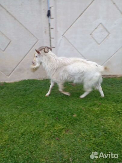 Козел на племя