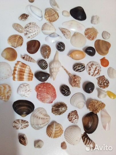 Ракушки для аквариума