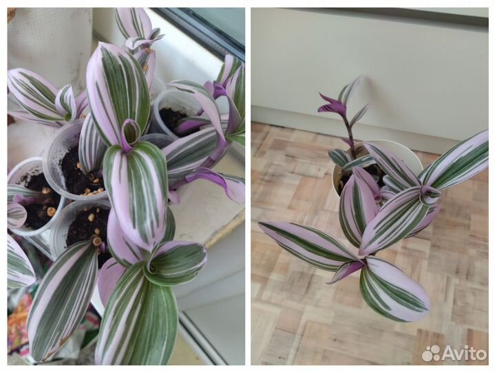 Традесканция Нанук