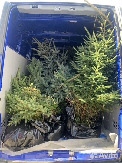 Голубая елка