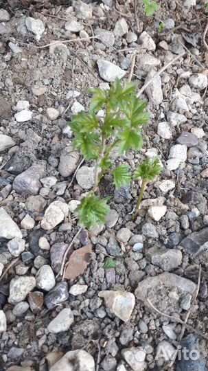 Саженцы Гортензии,Многолетние цветы