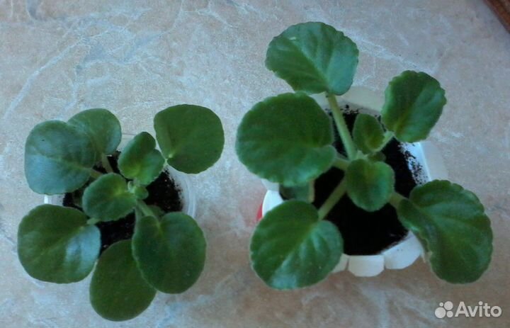 Церопегия вар Колеус Плющ Хлорофиту Фиалка и детки