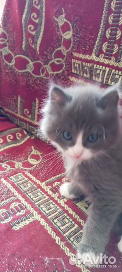 Кошки в добрые руки бесплатно