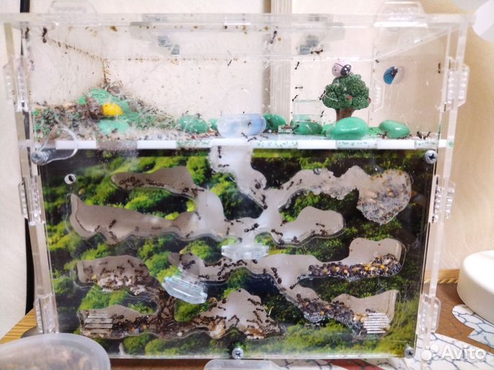 Муравьиная ферма с муравьями