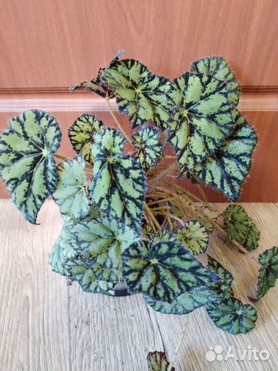 Комнатные цветы