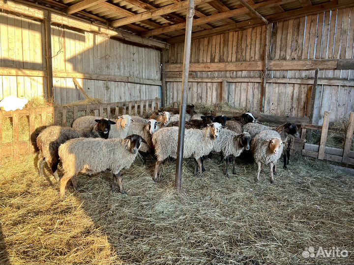 Овцы, бараны