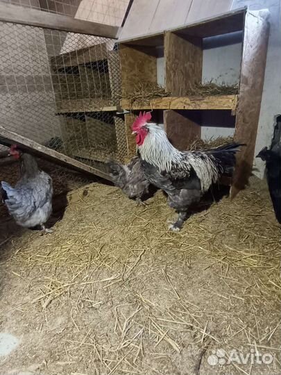 Петухи маран и голошейки