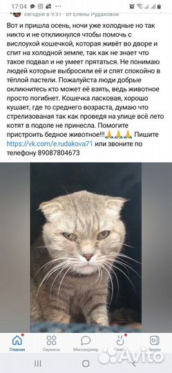 Кошечка в добрые руки