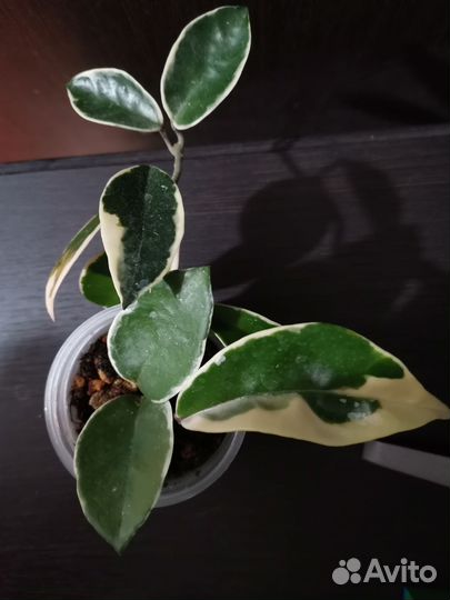 Хойя Кримсон Квин, Грацилис