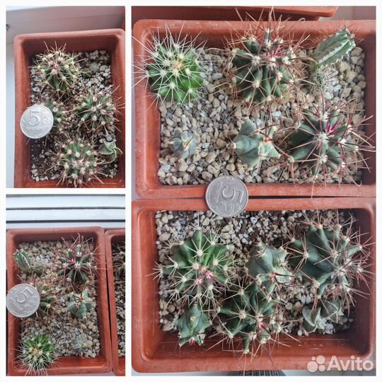 Кактусы и суккуленты