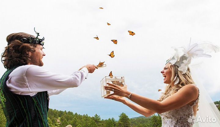 Франшиза Салюты из Живых Тропических Бабочек 2456