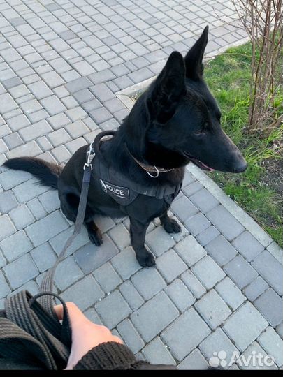 Немецкая овчарка вязка