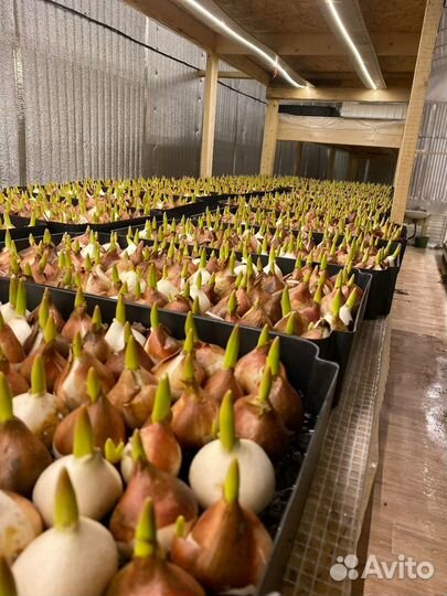 Луковицы тюльпанов голландия