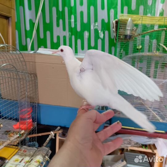 Смеющиеся горлицы