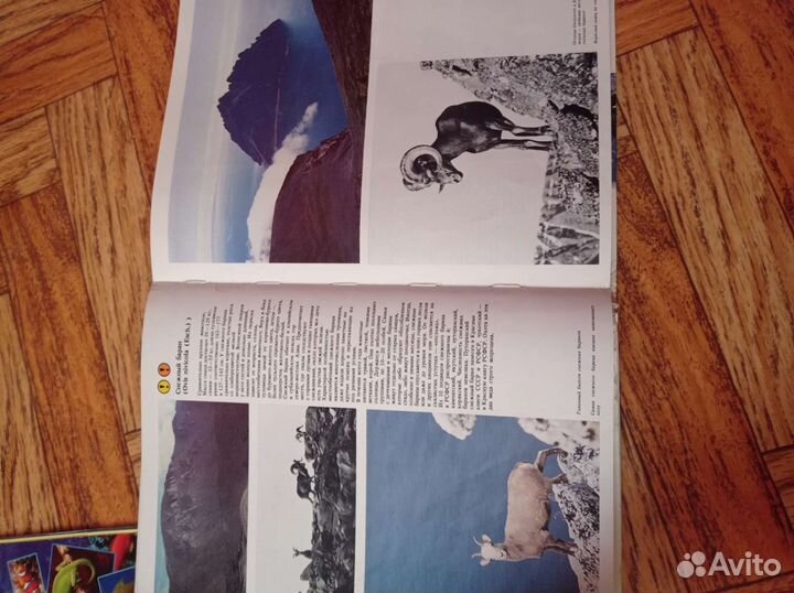 Животный мир севера России книга